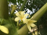 木瓜花