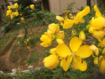 黄花