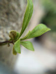 绿芽