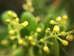 黄色小花苞