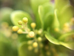 黄色小花苞