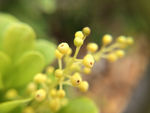 黄色小花苞