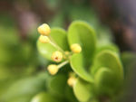 黄色小花苞