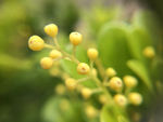 黄色小花苞