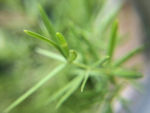 绿叶小草