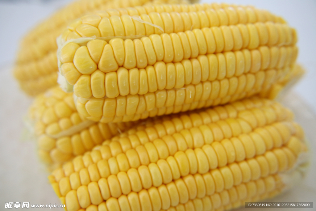 玉米  农作物