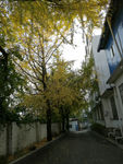 银杏树