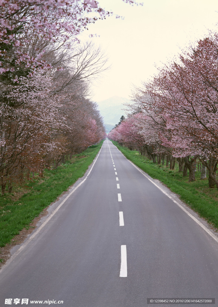 樱花道路