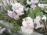 粉白菊花摄影图片