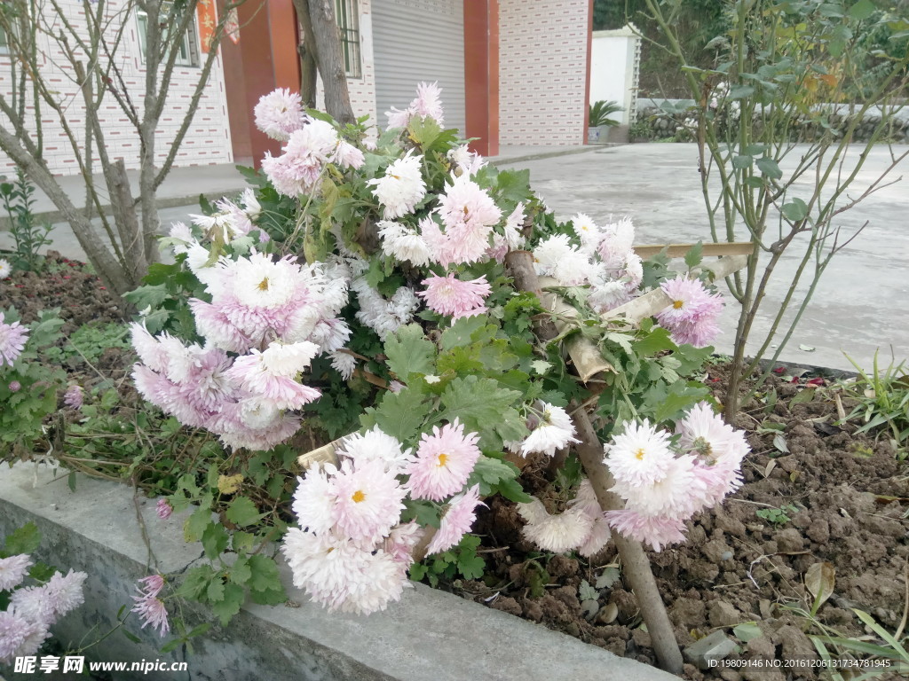 菊花摄影图片免费下载