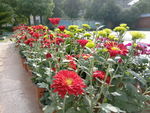 小红花朵摄影图片