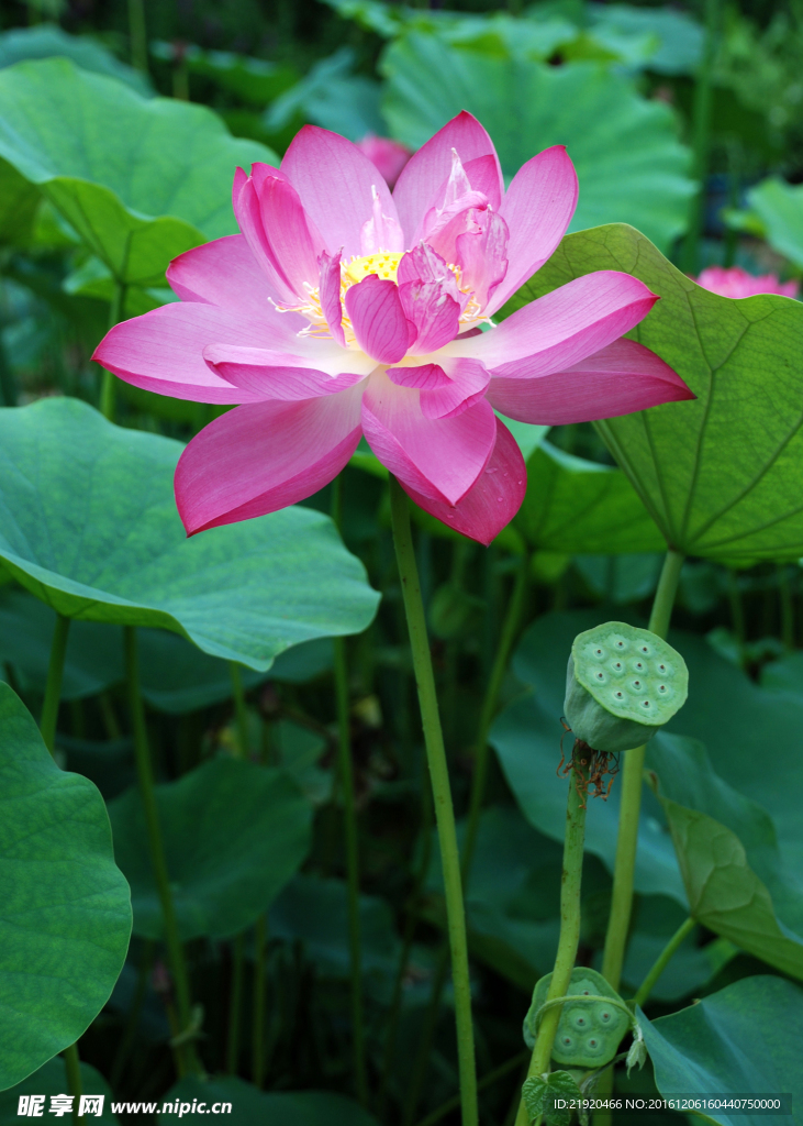 荷花