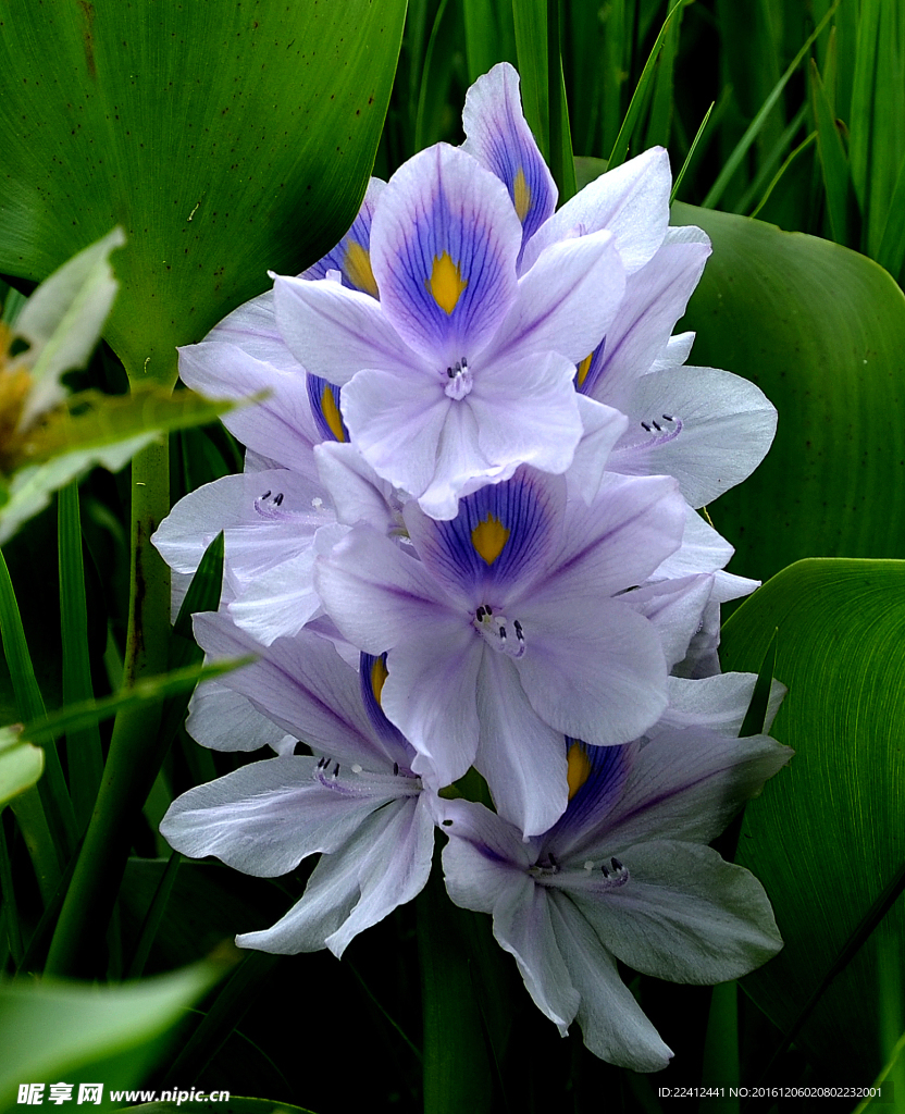 葫芦 紫花 水草 水葫芦 水生