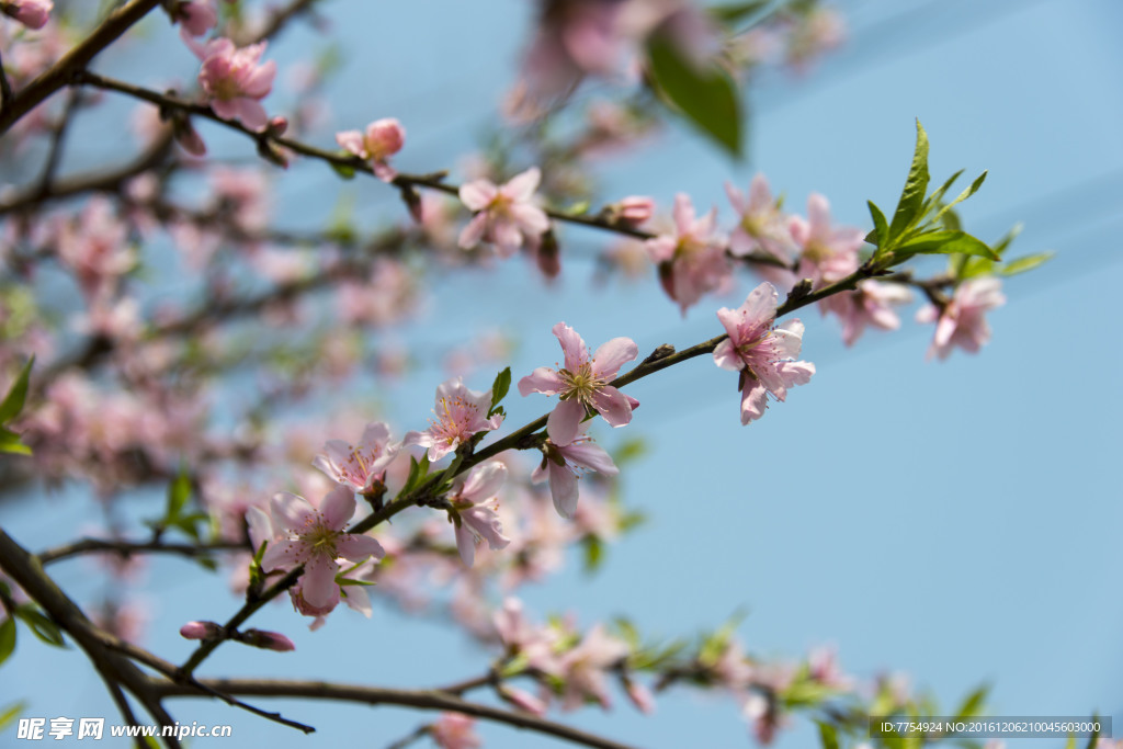 桃花枝