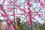 观赏桃花