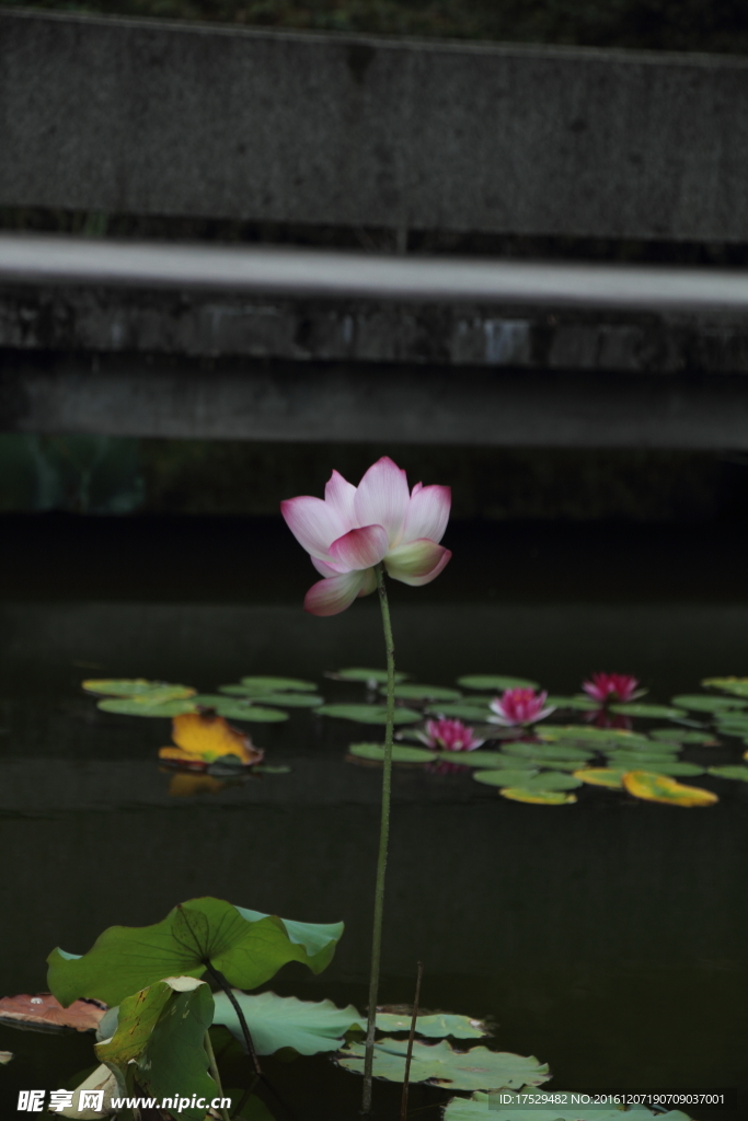 荷花