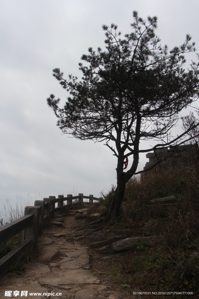 宝山南天门松树