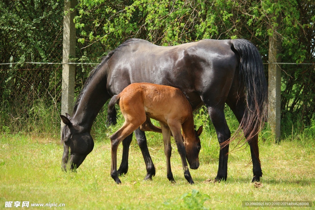 一只小马和母马图片