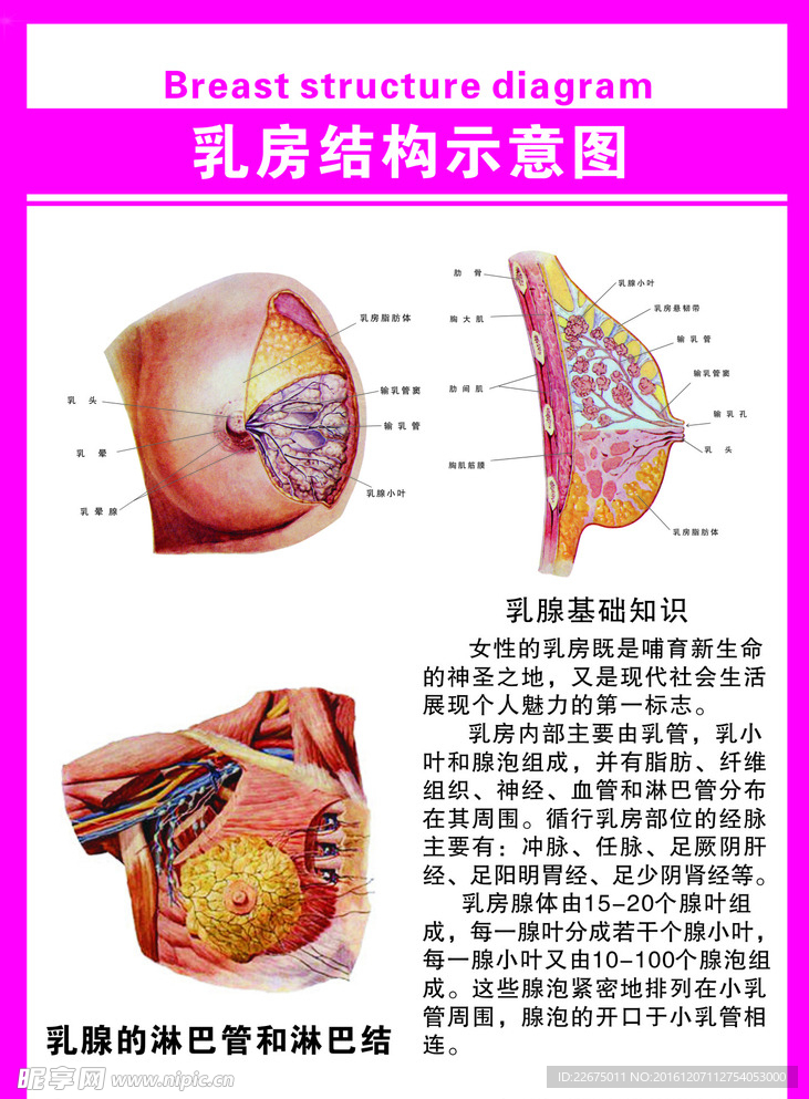 乳房结构示意图