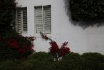 加州卡梅尔小镇百叶窗下的花朵