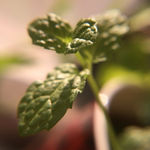 薄荷