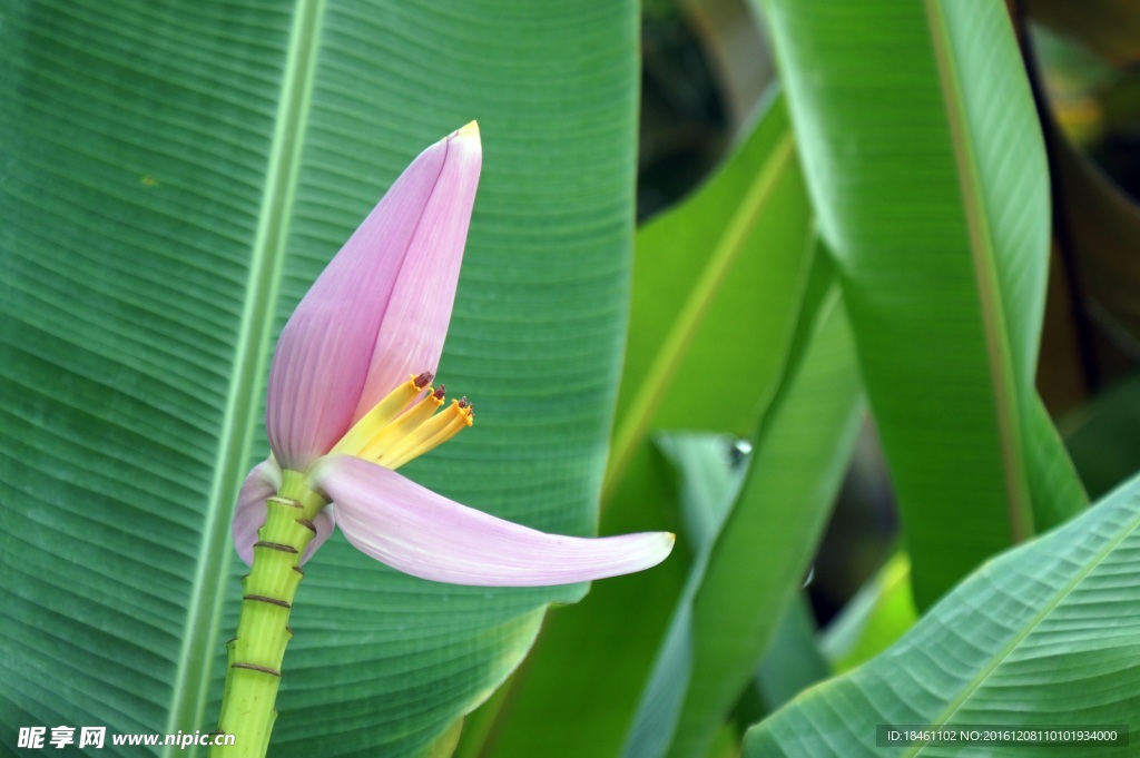 香蕉花