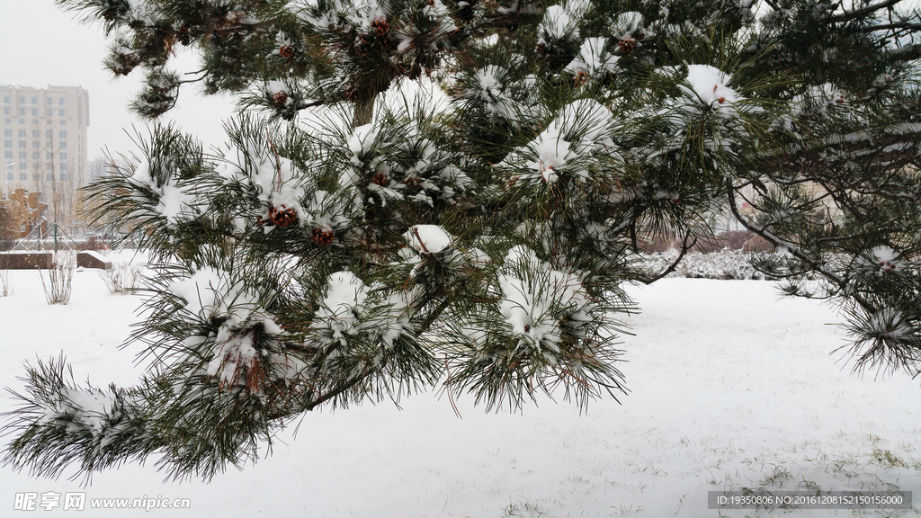 松树枝叶上的雪