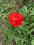 蚂蚱菜花