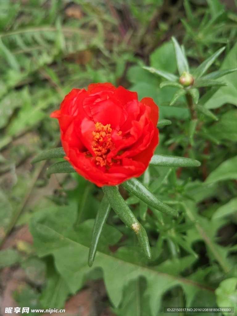 蚂蚱菜花