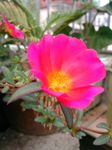 午时花