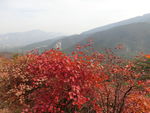 嵩山红叶
