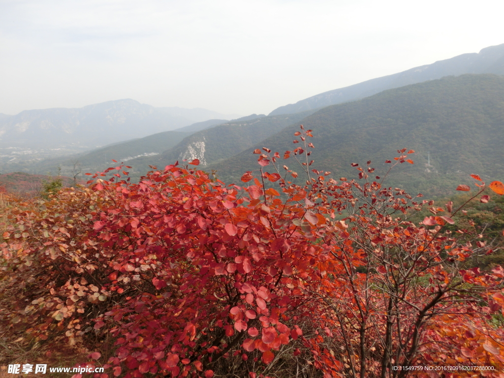 嵩山红叶