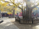 法王寺风光