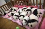熊猫幼崽
