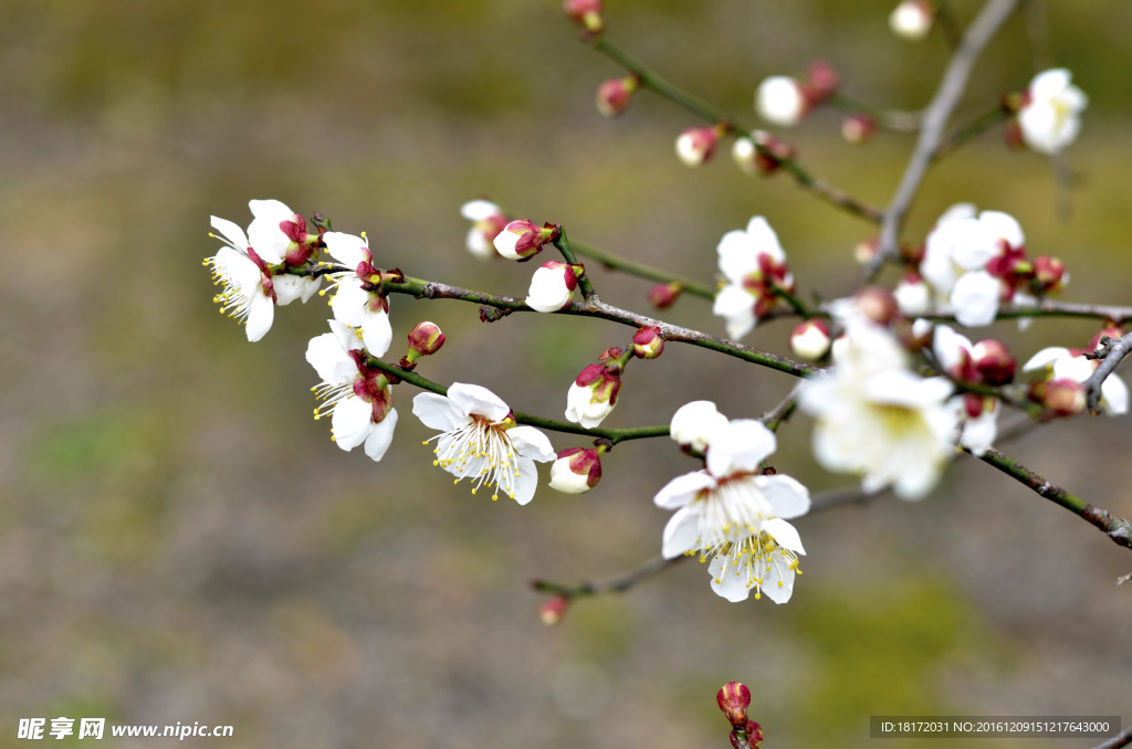桃花
