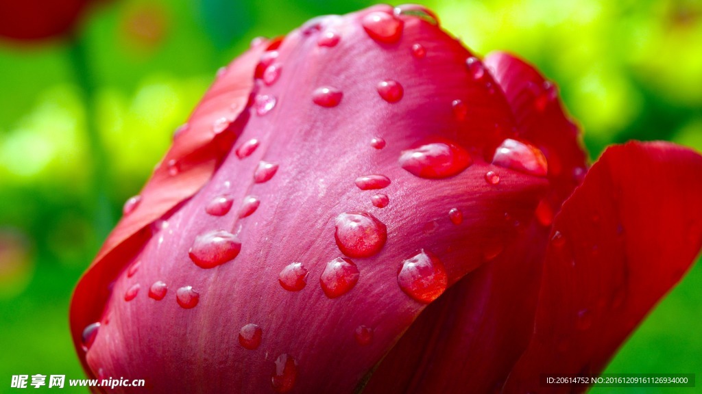 花瓣上的雨珠