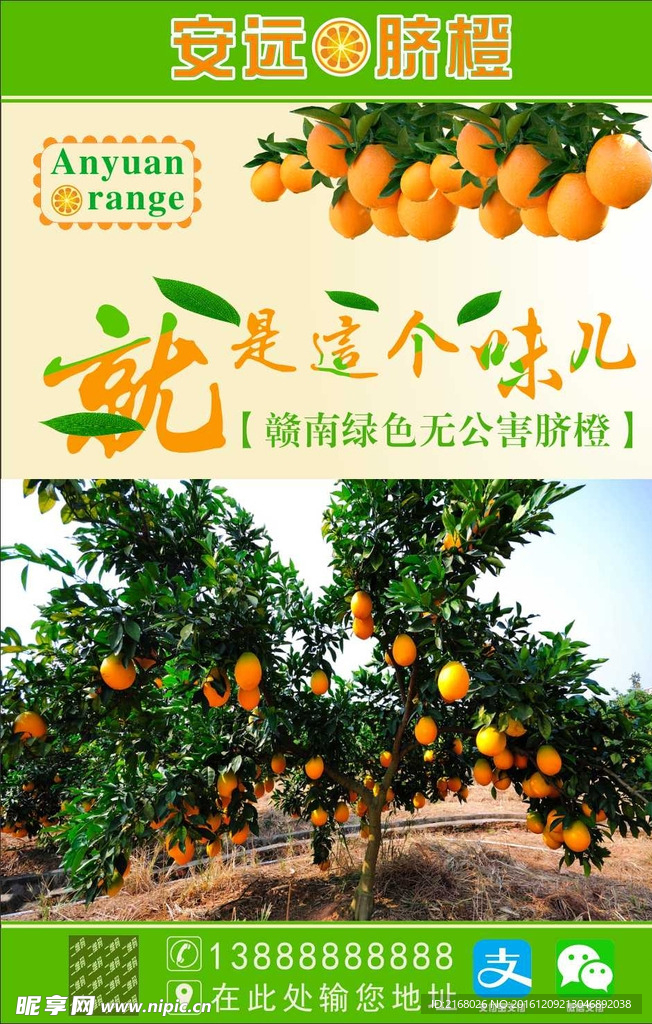 脐橙