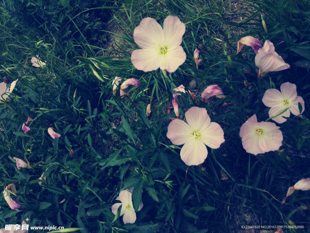 林中小花