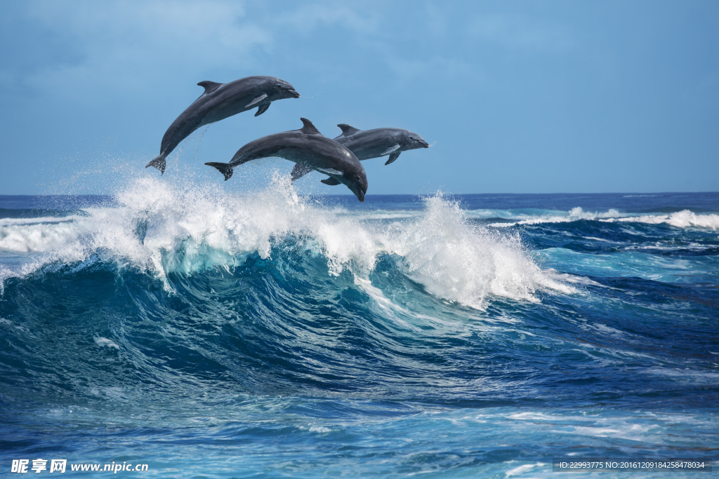 海浪海豚