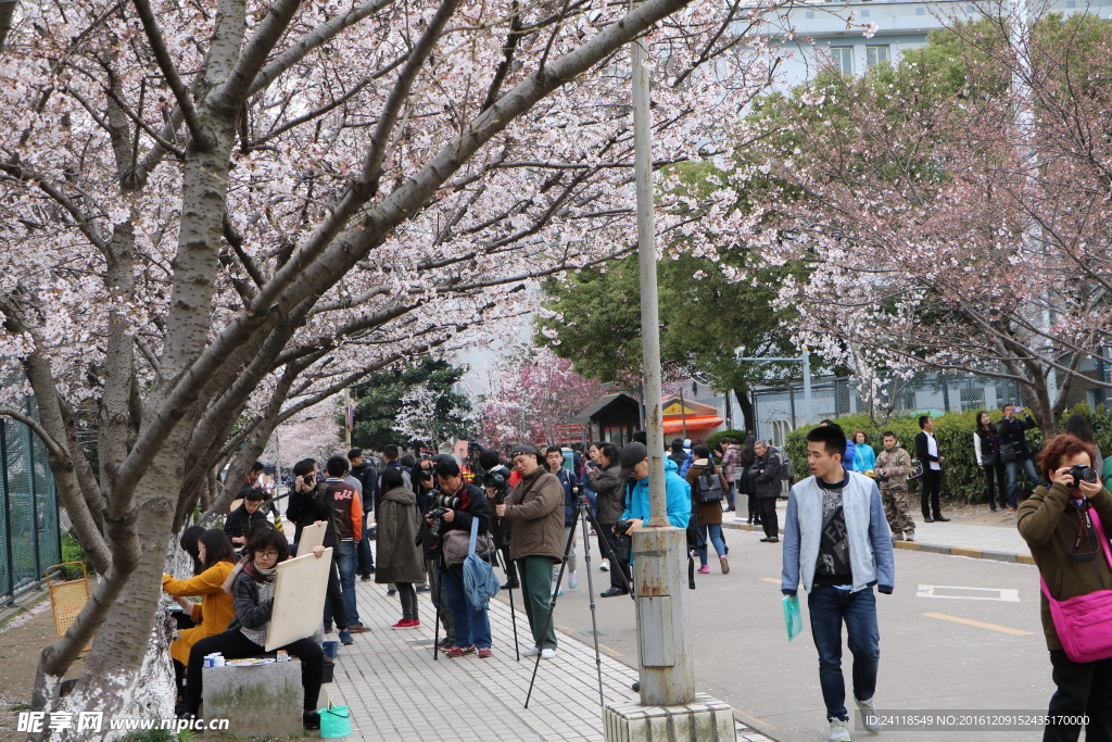 樱花绽放