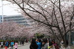 同济大学校园樱花