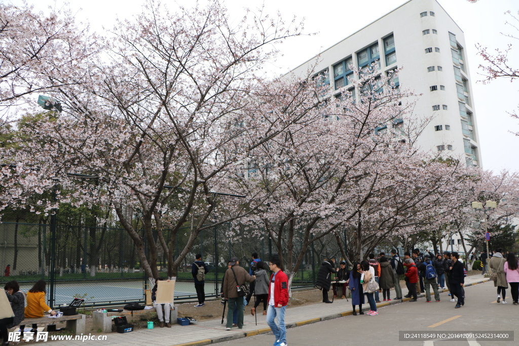 同济樱花