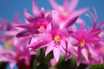 仙人掌花