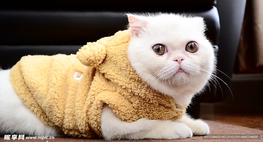 猫