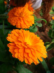 黄色菊花