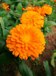 黄色菊花