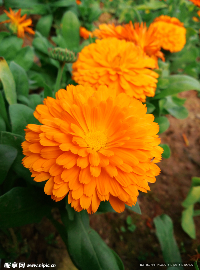 黄色菊花