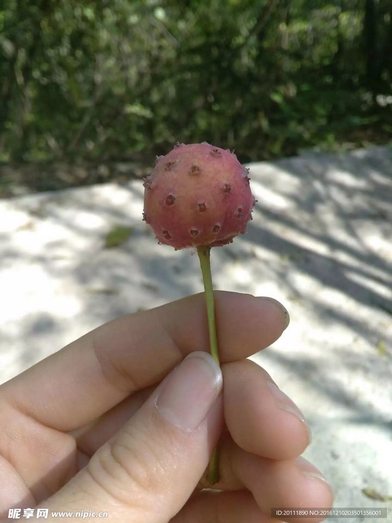 石枣子