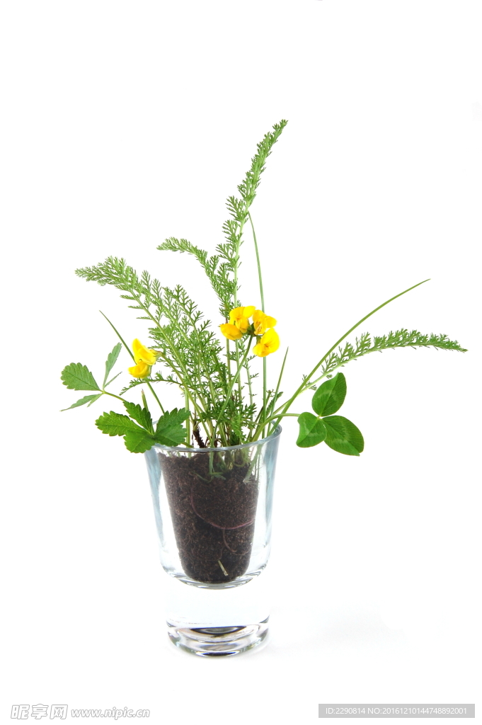 花