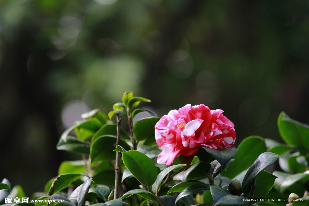 山茶花